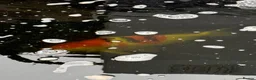Koi Carp fish for sale: Koi Karp - 4 x large, smaller ones too  - Advert 2