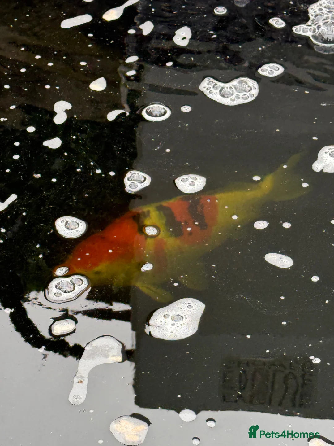 Koi Carp fish for sale: Koi Karp - 4 x large, smaller ones too  - Advert 2