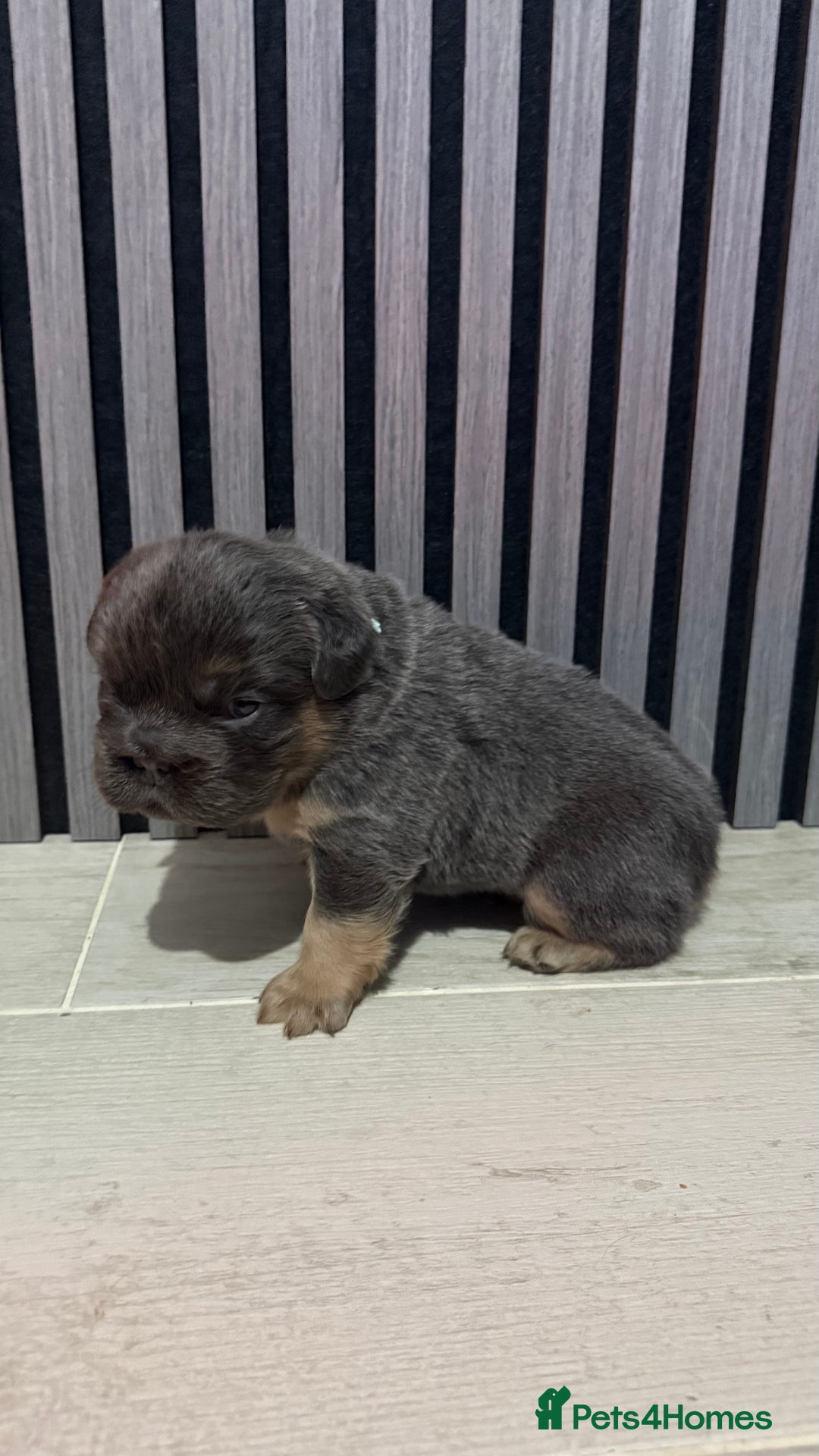 French Bulldog dogs for sale: Lilac & tan fluffies/ **  - Advert 5