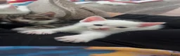 Mixed Breed cats for sale: Kittens for sale - Advert 3