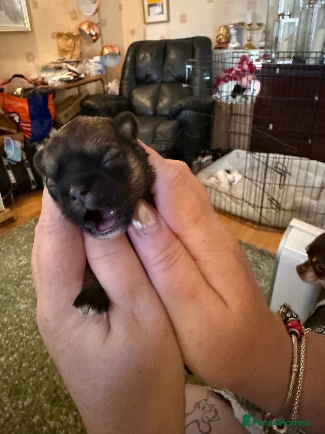 Shih Tzu dogs for sale: 3 shitzu puppies needing new forever homes - Advert 6