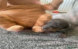 Miniature Dachshund dogs for sale: Miniature Dachshund puppies-ready early December  - Image 3