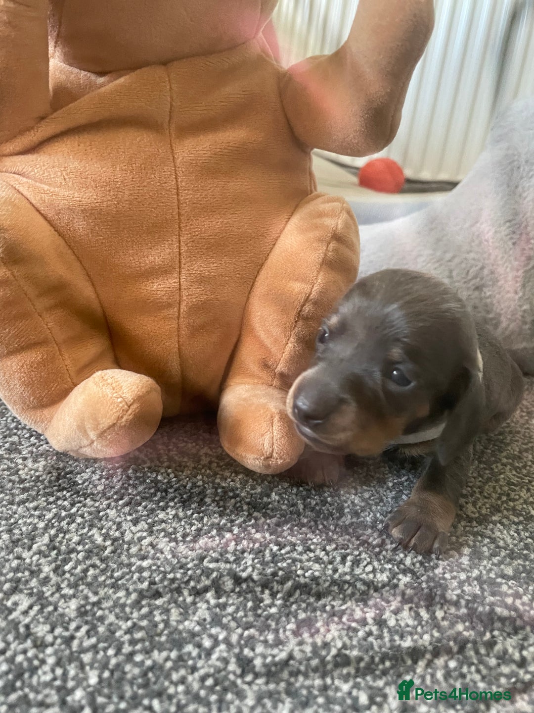 Miniature Dachshund dogs for sale: Miniature Dachshund puppies-ready early December  - Image 3