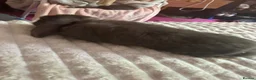 Mini Lop rabbits for sale: 2 buck rabbits  - Advert 4