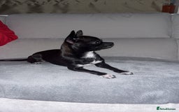Chihuahua dogs for stud: Male Chihuahua For Stud - Image 3
