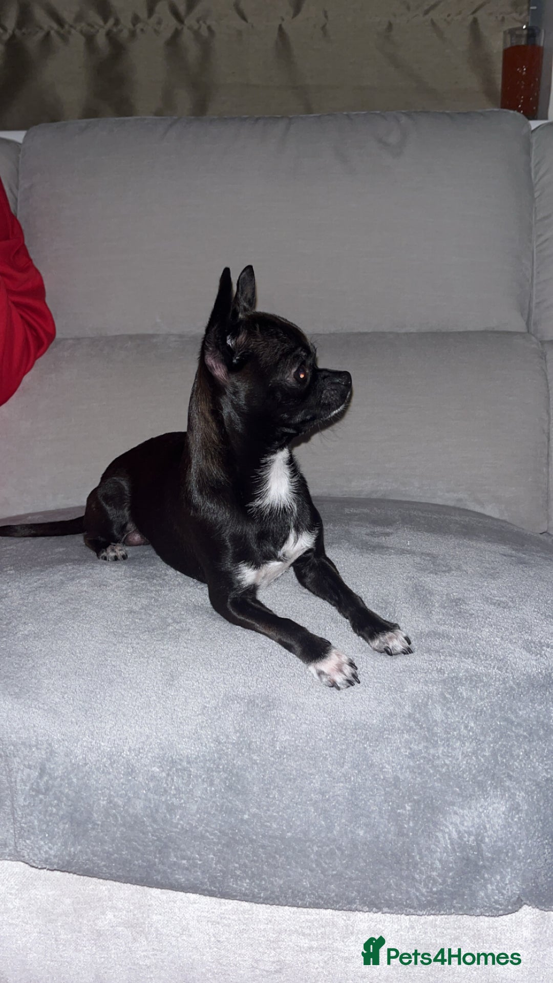 Chihuahua dogs for stud: Male Chihuahua For Stud - Image 3