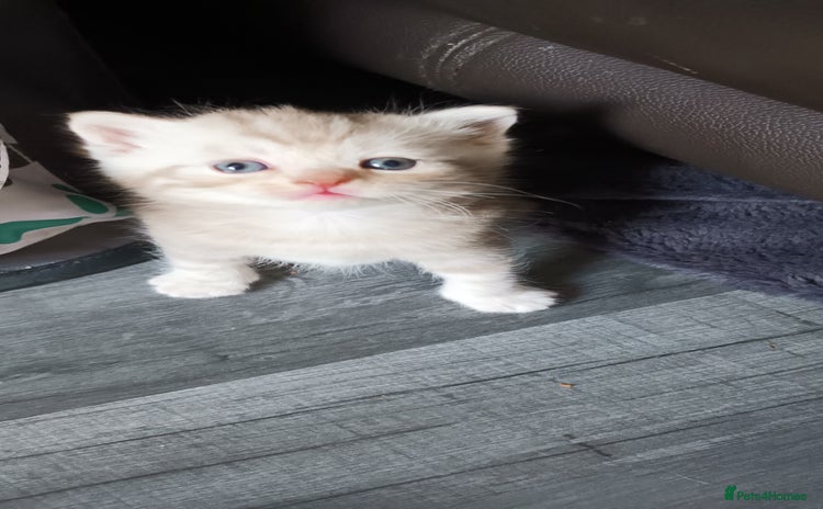 British Shorthair cats British shorthair - Advert 5