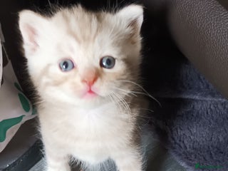 British Shorthair cats British shorthair - Advert 4