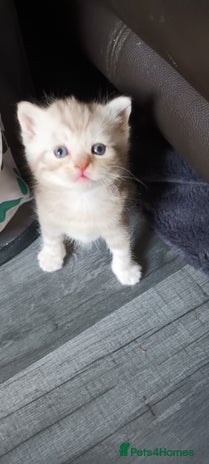 British Shorthair cats British shorthair - Advert 5