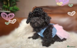 Toy Poodle dogs for sale: Asian toy poodle round eyes sable not jet black! - Image 3