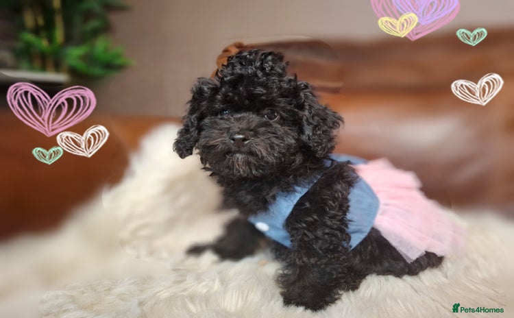 Toy Poodle dogs - Advert 6