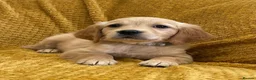 Golden Retriever dogs for sale: Quality litter of KC reg Golden Retriever puppies - Advert 22
