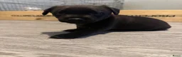 Patterdale Terrier dogs for sale: Male patterdale for sale  - Advert 4