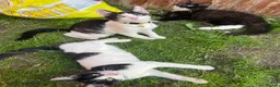 Domestic Shorthair cats for sale: Friendly 4 month old kittens for sale in Leicester - Advert 4