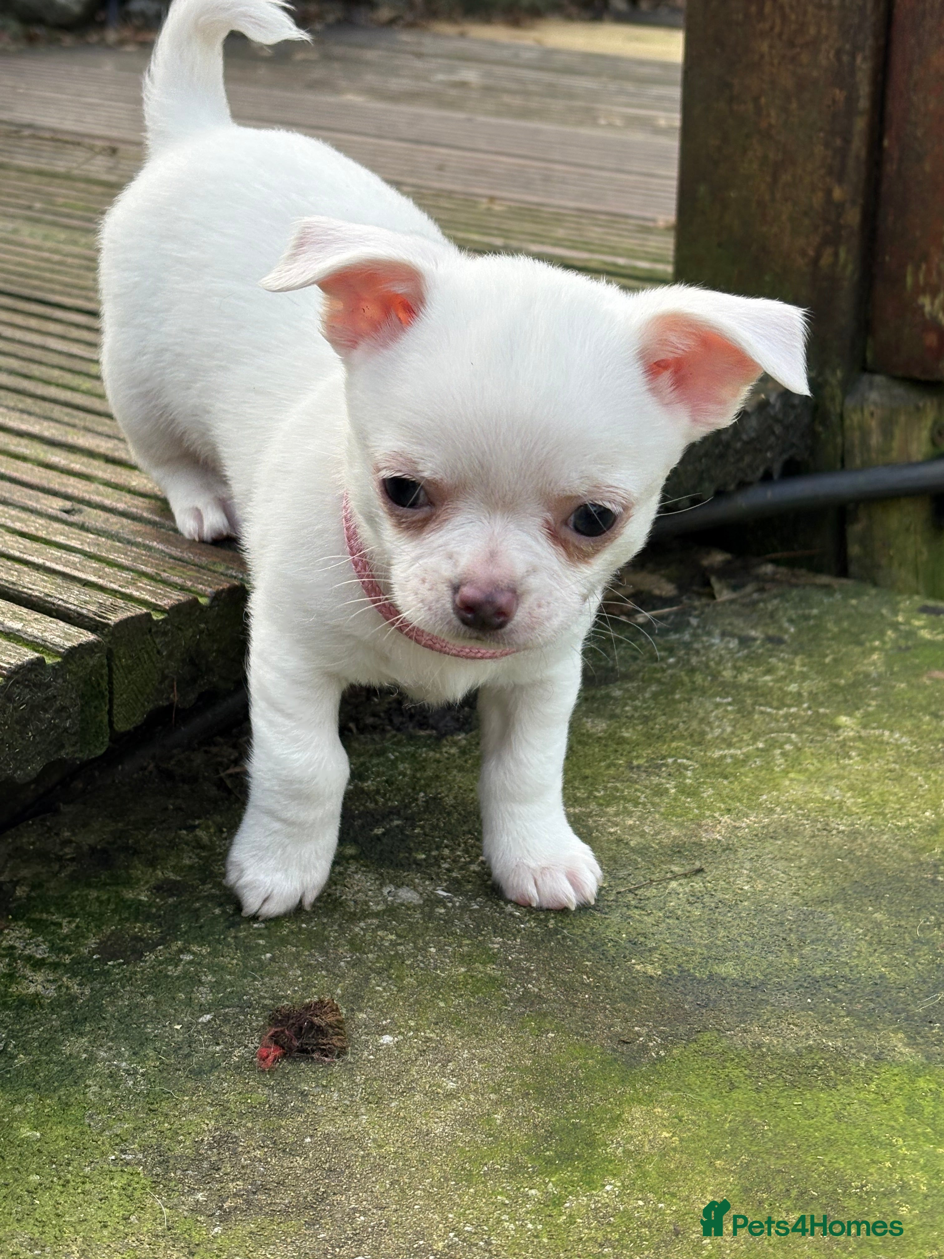 Chihuahua dogs Stunning Chihuahua Puppy for sale - Advert 9