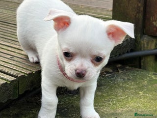 Chihuahua dogs Stunning Chihuahua Puppy for sale - Advert 9