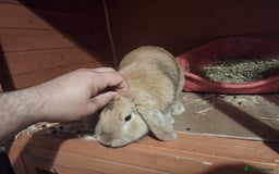 Mini Lop rabbits for sale: Male Mini Lop  - Image 2