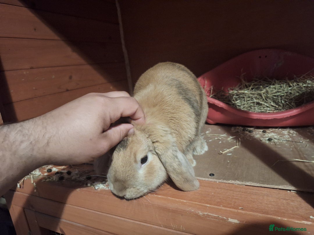 Mini Lop rabbits for sale: Male Mini Lop  - Image 2