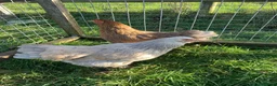 Chickens poultry for sale: Chicken hatching eggs  - Advert 10