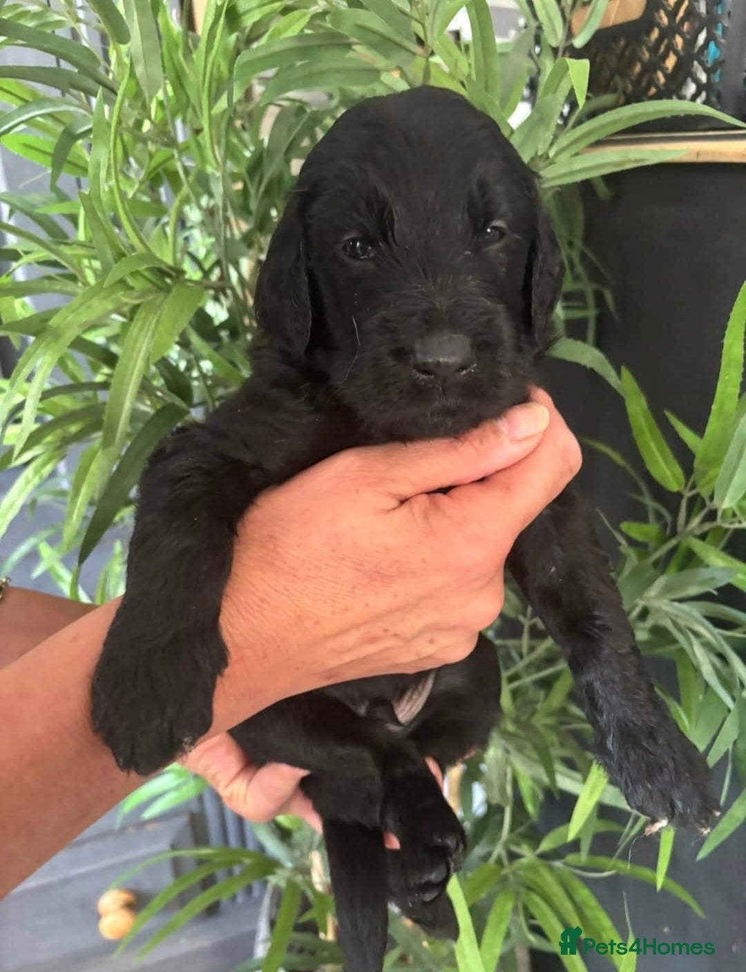 Goldendoodle dogs for sale: MultiGen Goldendoodles  - Image 11