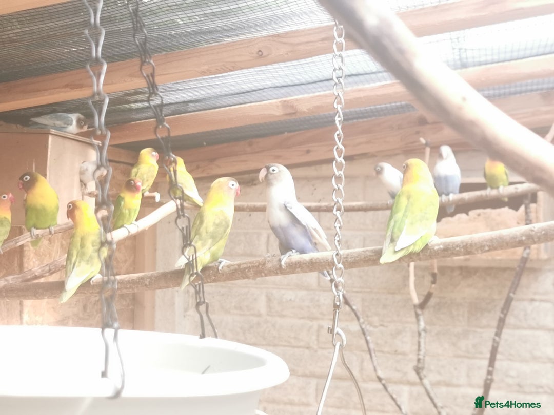 Lovebirds birds for sale: Lovebird  - Image 2
