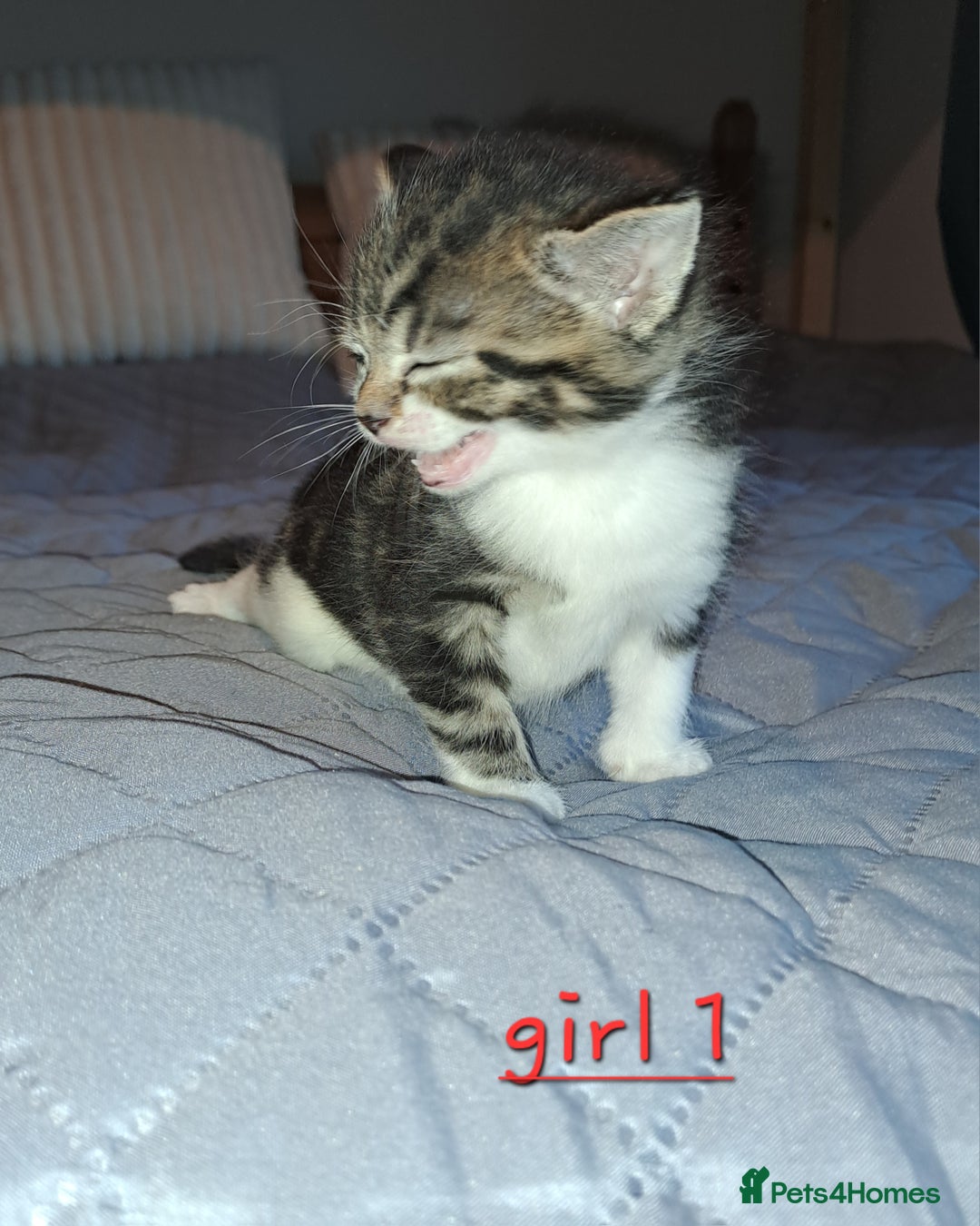 Domestic Shorthair cats for sale: 5 gorgeous kittens for sale  - Advert 10