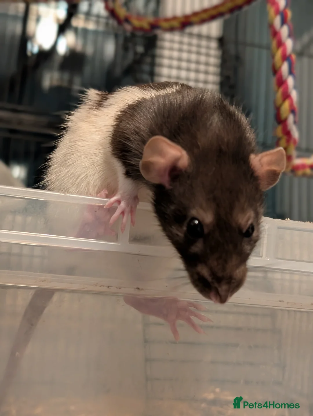 Rat rodents for sale: 4 Rats & Full Set-up - Advert 2