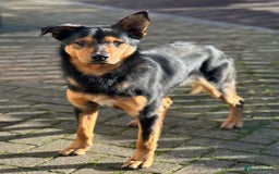 Australian Kelpie dogs for sale: Australian Kelpie looking for pet or agility home - Advert 1