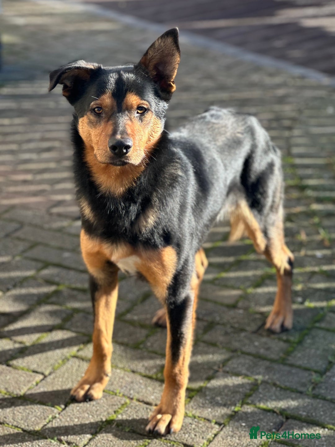 Australian Kelpie dogs for sale: Australian Kelpie looking for pet or agility home - Advert 1