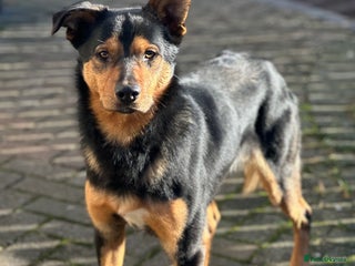 Australian Kelpie dogs Australian Kelpie looking for pet or agility home - Advert 18