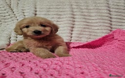 Goldendoodle dogs for sale: GOLDEN DOODLE PUPPIES AVAILABLE  - Advert 2