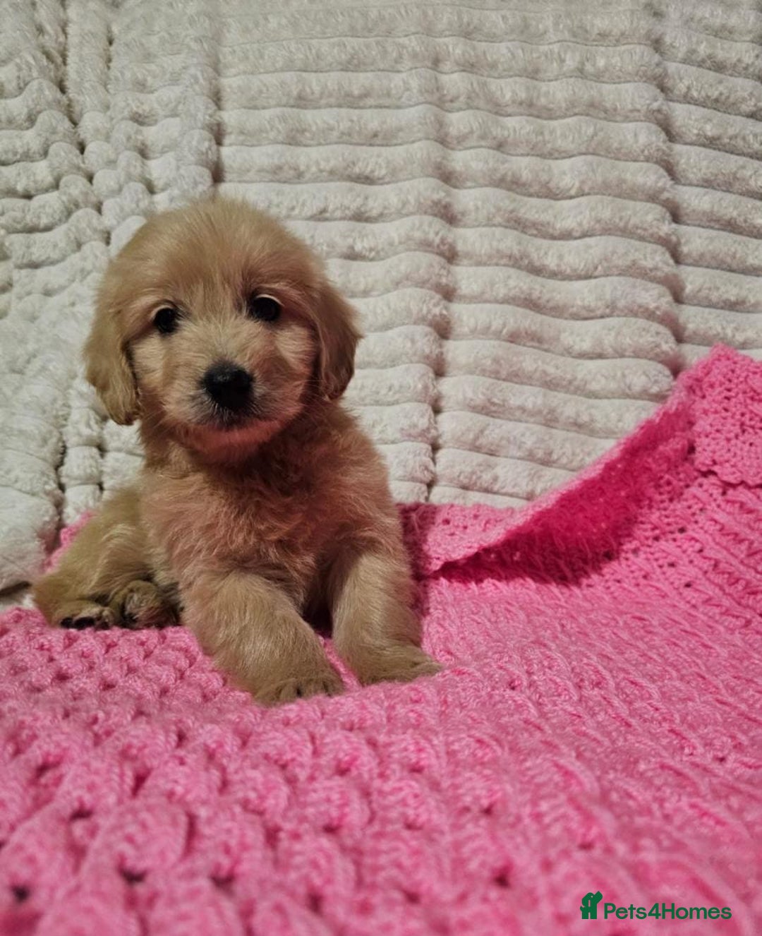 Goldendoodle dogs for sale: GOLDEN DOODLE PUPPIES AVAILABLE  - Advert 2