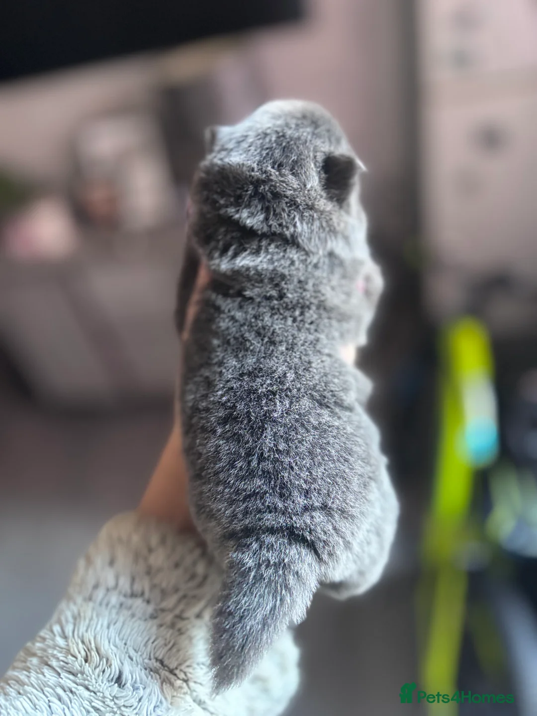 Mixed Breed dogs for sale: Chowpom puppies - Advert 27