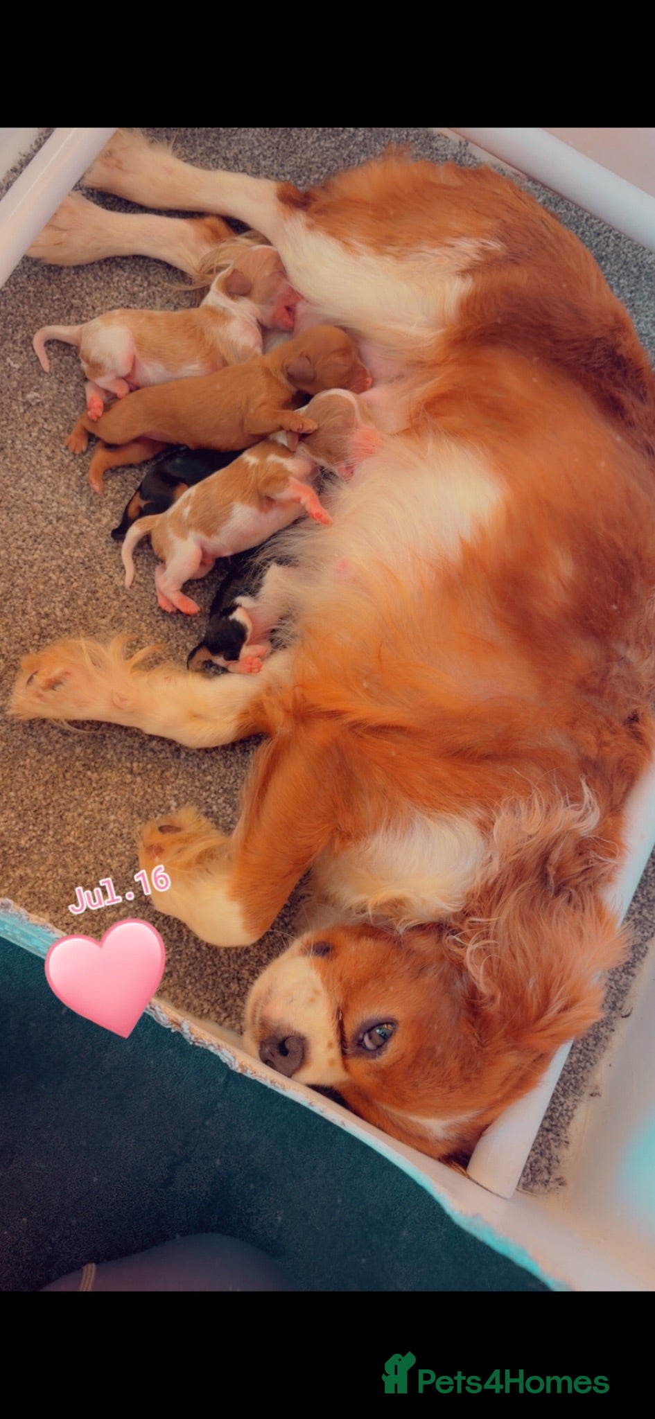 Cavalier King Charles Spaniel dogs Beautiful cavalier King Charles puppies  - Advert 2