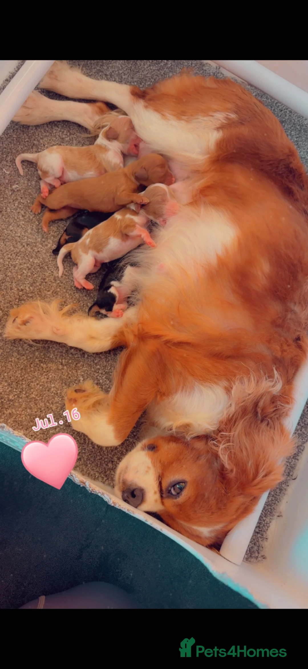 Cavalier King Charles Spaniel dogs for sale: Beautiful cavalier King Charles puppies  - Advert 2