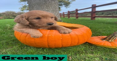 Labradoodle dogs - Advert 10
