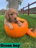 Labradoodle dogs - Advert 9