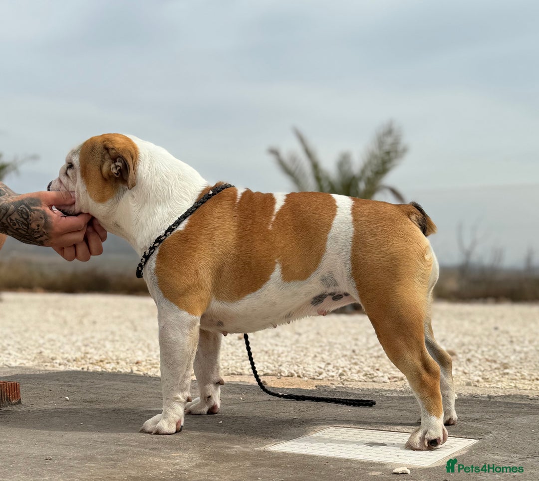 English Bulldog dogs for sale: Bulldog red white .  - Image 2