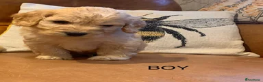 Cockapoo 1