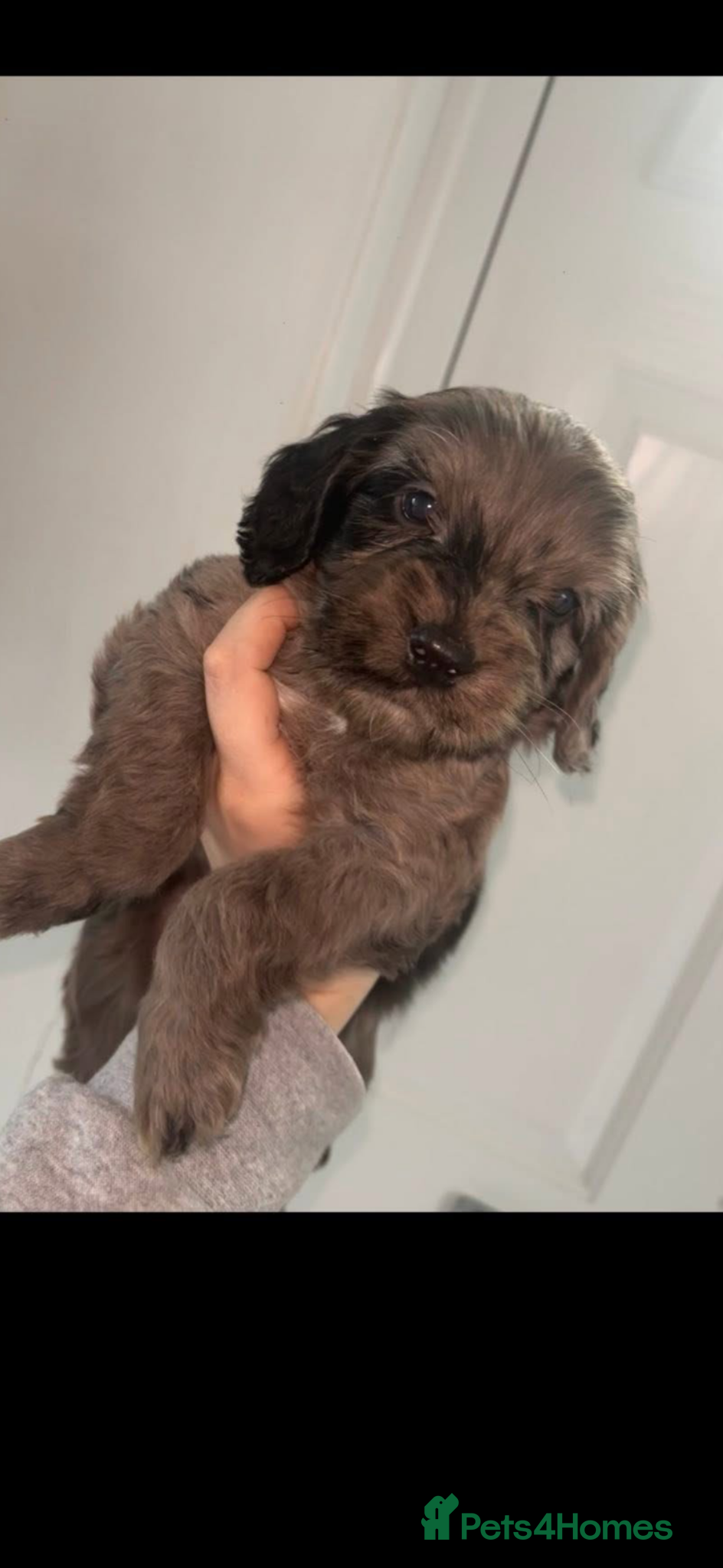 Cockapoo dogs Beautiful cockapoo F1 puppies  - Advert 3