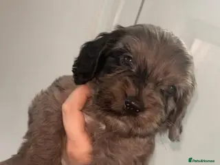 Cockapoo dogs Beautiful cockapoo F1 puppies - Advert 3