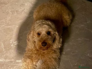 Cockapoo dogs in London - Advert 14