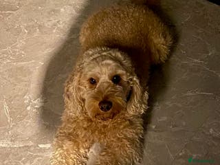 Cockapoo dogs DNA tested F1 Cockapoo stud in London - Advert 1