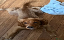 Cocker Spaniel dogs for sale: Gold Show type cocker spaniel - Image 2