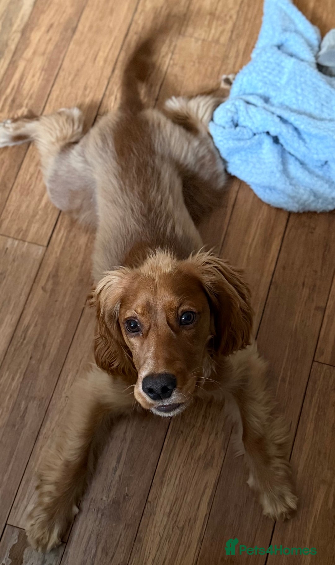 Cocker Spaniel dogs for sale: Gold Show type cocker spaniel - Image 2