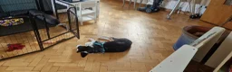 Mixed Breed dogs for sale: Beautiful & Intelligent Collie Mix Needs 4eva Home - Advert 8