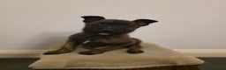 Belgian Shepherd Dog dogs for sale: Dutch Herder Puppies - Advert 4