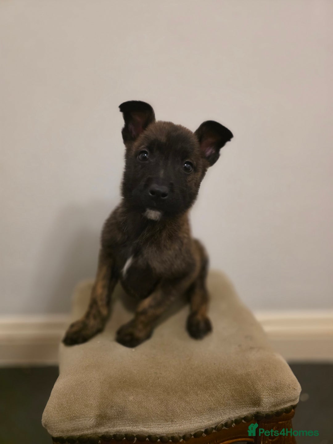 Belgian Shepherd Dog dogs for sale: Dutch Herder Puppies - Advert 4