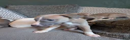 Whippet dogs for sale: Super friendly KC registered whippet pups - Advert 27