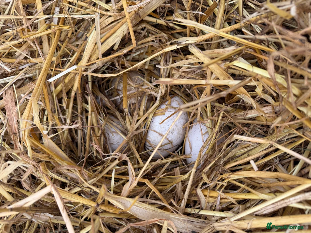 Geese poultry for sale: Hatching Eggs Embden Geese - Advert 1